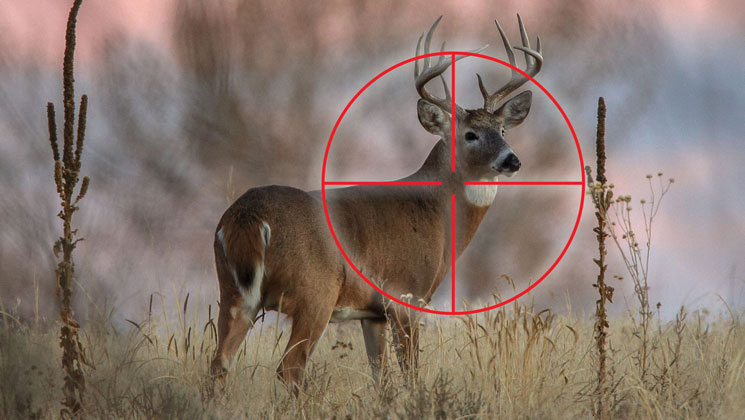 Whitetail deer viewed through a red aiming reticle