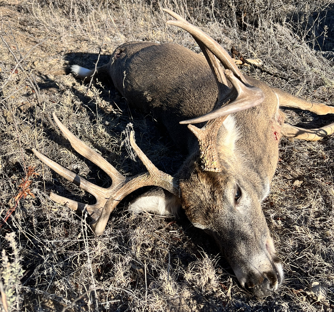 Harvested whitetail buck resting in dry brush